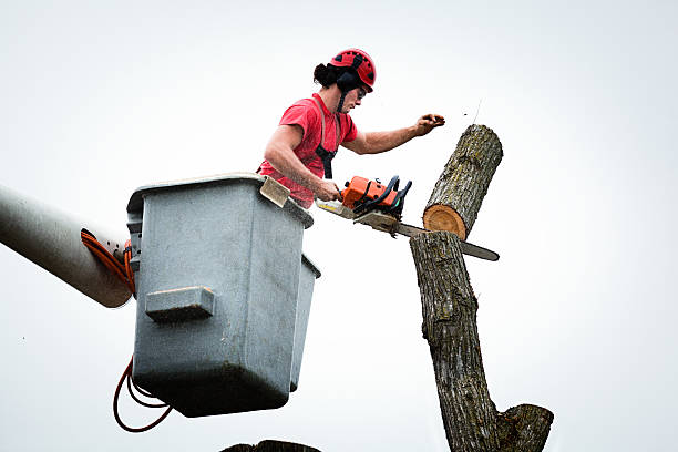 West Hill, OH Tree Services Company